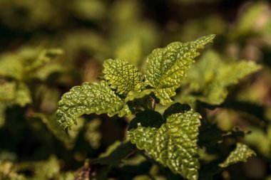 Aloysia triphylla adı verilen lemon verbena bitki