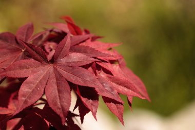 Kırmızı ve yeşil yaprakları bir Japon Akça ağaç üzerinde