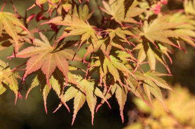 Kırmızı ve yeşil yaprakları bir Japon Akça ağaç üzerinde