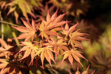 Kırmızı ve yeşil yaprakları bir Japon Akça ağaç üzerinde