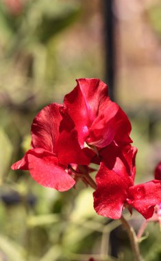 Tatlı bezelyem çiçek karışımı Lathyrus odoratus denilen