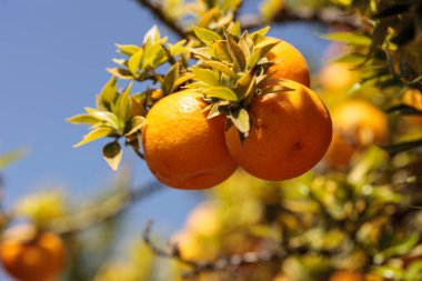 Bir küme bir narenciye ağacı üzerinde yetiştirilen mandalina
