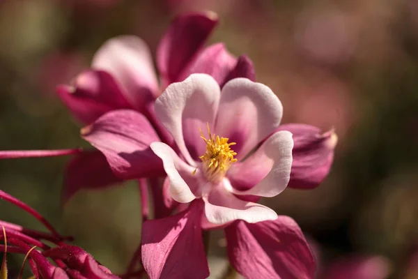 Różowe kwiaty Orlik o nazwie Columbine — Zdjęcie stockowe