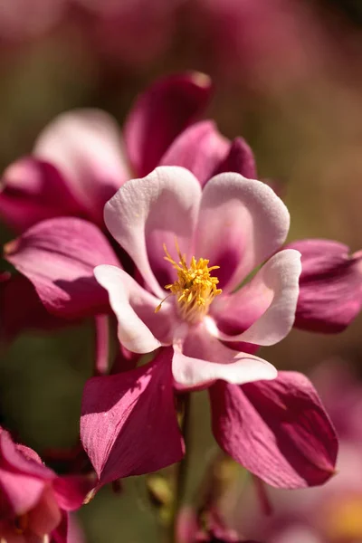 粉红的水花叫科伦宾 — 图库照片