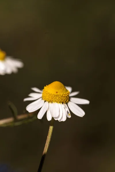 Kamillenblütenkraut namens Matricaria recutita — Stockfoto