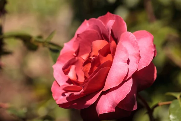 Zakurzone, czerwona róża, znany jako gorące kakao kwitnie — Zdjęcie stockowe