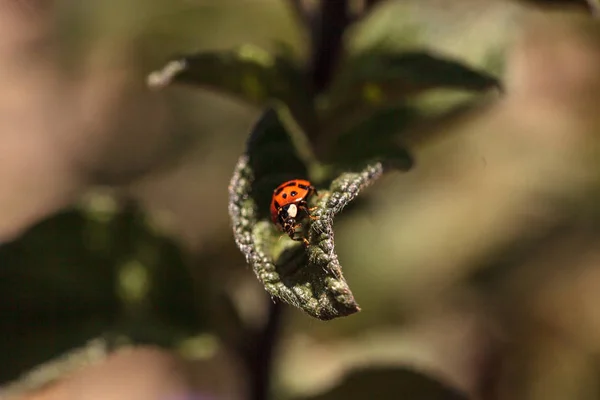 Ladybug Coccinella septempunctata — Stock Photo, Image