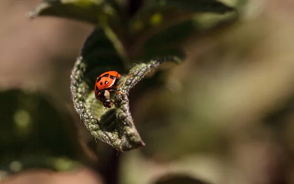 Ladybug Coccinella septempunchata — стоковое фото