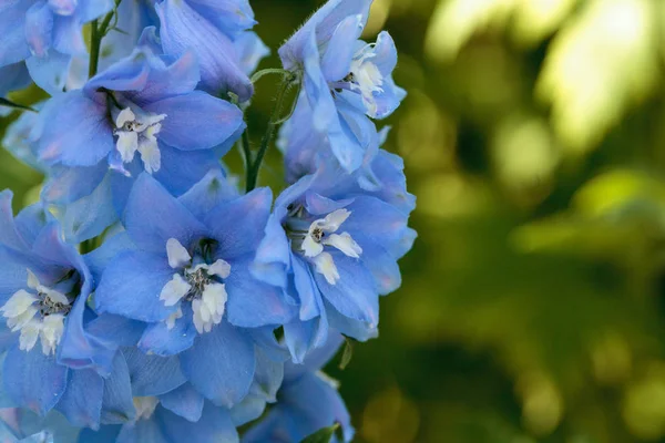 Flor de larkspur roxa, azul e branca — Fotografia de Stock