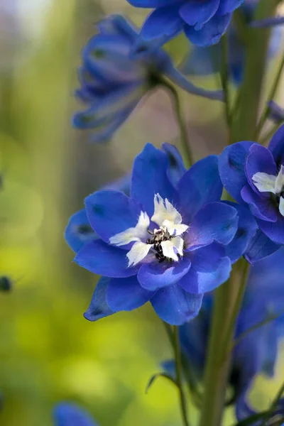 Flor de larkspur roxa, azul e branca — Fotografia de Stock