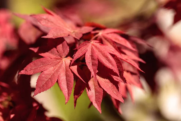 Red and green leaves on a Japanese maple tree — Stock Photo, Image