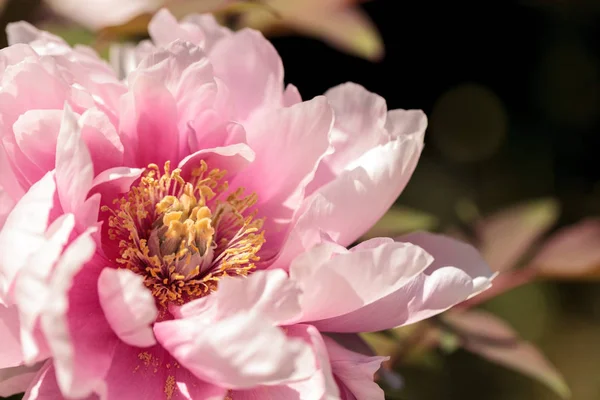 Розовый цветок на пионерном дереве под названием Paeonia suffruticosa — стоковое фото