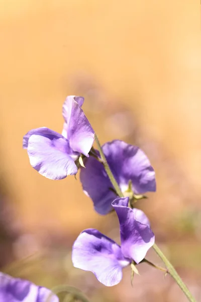 Sweet pea bloem mix genaamd Lathyrus odoratus — Stockfoto