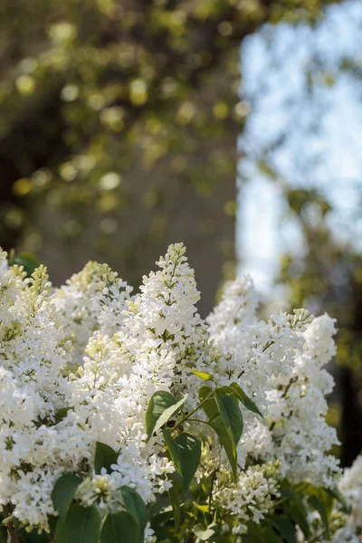 Flores lila blanca —  Fotos de Stock