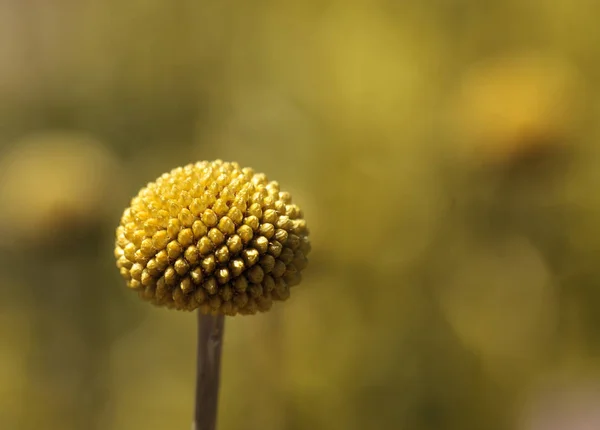 Boules de Craspedia Billy jaune fleur — Photo