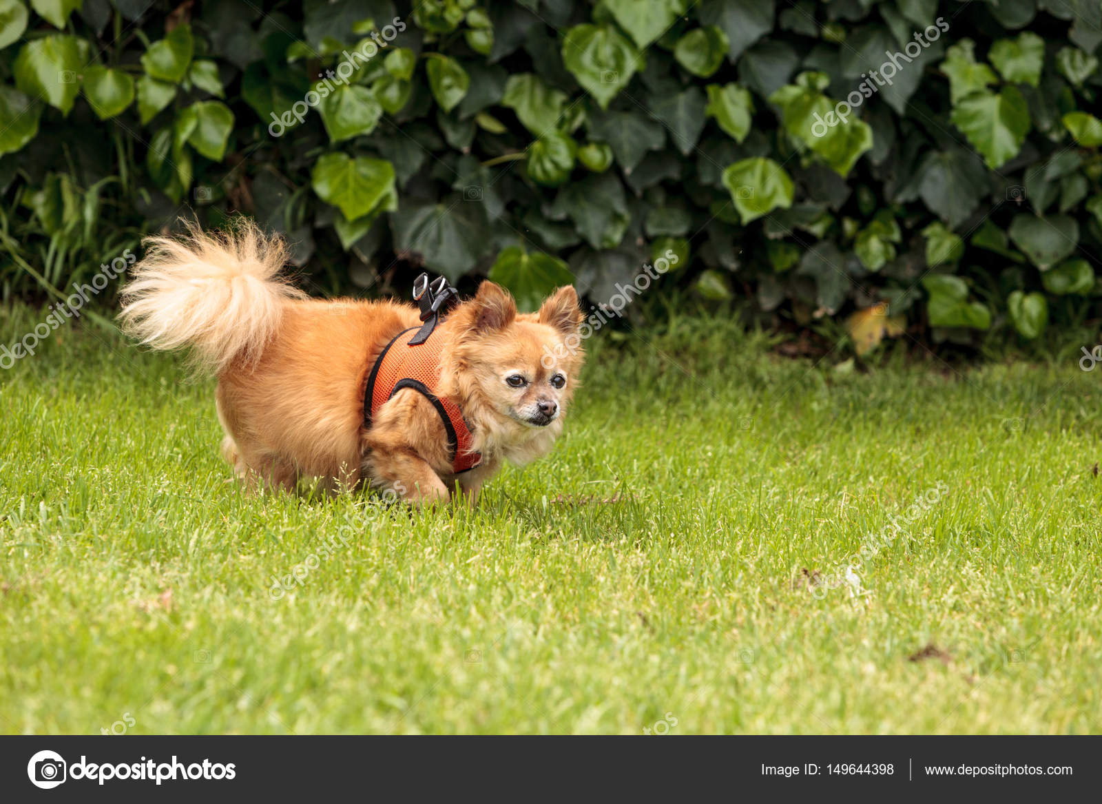 Long haired chihuahua cross pomeranian 2025