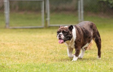 Brindle bulldog mix 