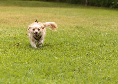 Chihuahua köpek karışımı