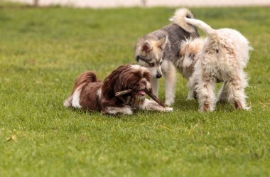 Lhasa Apso ve Sibirya husky köpek oyun mix