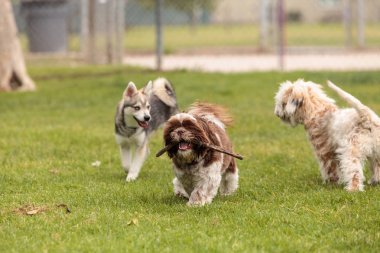 Lhasa Apso ve Sibirya husky köpek oyun mix