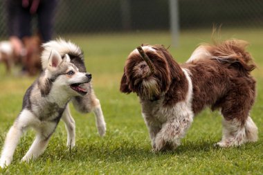 Lhasa Apso ve Sibirya husky köpek oyun mix