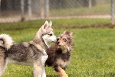 Sibirya husky köpek karışımı