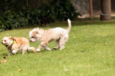 Terrier köpek karışımı