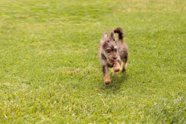 Terrier köpek karışımı