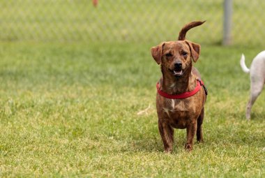 Terrier köpek karışımı