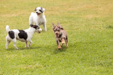 Grup terrier köpek oyun karışımları