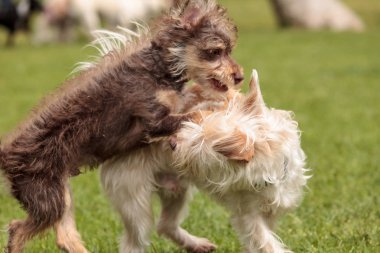 Grup terrier köpek oyun karışımları