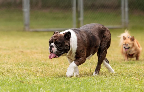 Mezcla bulldog Brindle — Foto de Stock