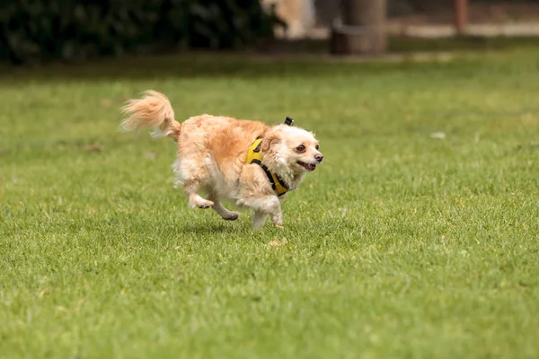 Chihuahua köpek karışımı — Stok fotoğraf