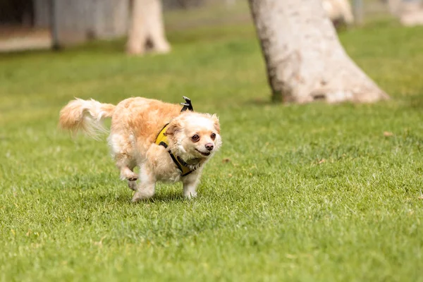 Chihuahua köpek karışımı — Stok fotoğraf