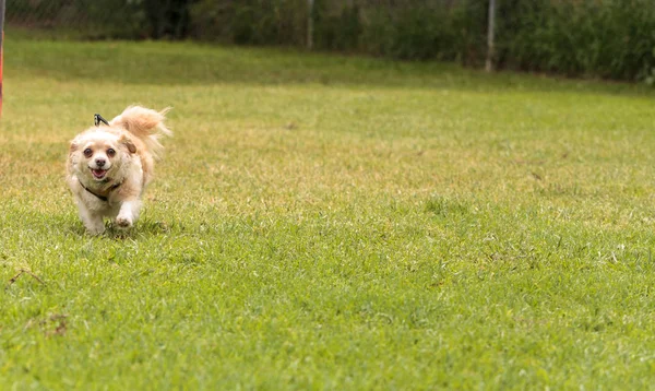 Mezcla de perro Chihuahua — Foto de Stock