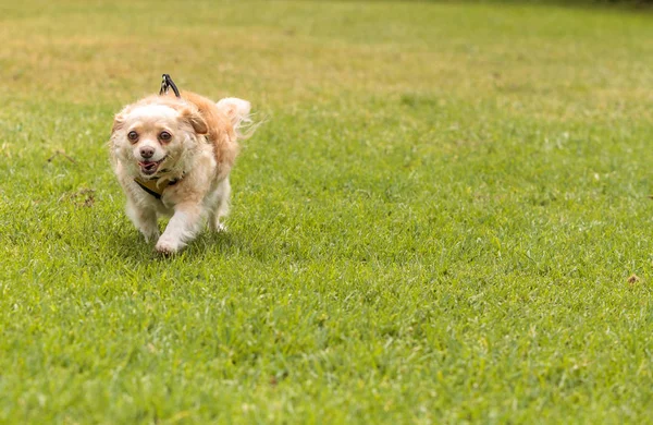 Mezcla de perro Chihuahua — Foto de Stock