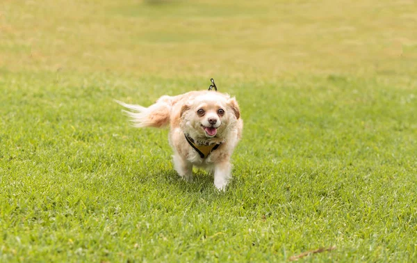 Chihuahua köpek karışımı — Stok fotoğraf