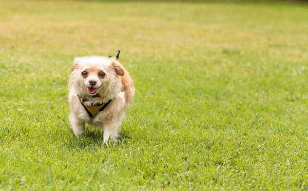 Chihuahua köpek karışımı — Stok fotoğraf