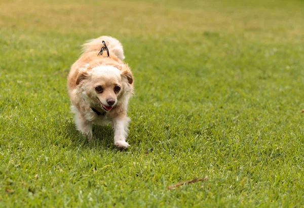 Mezcla de perro Chihuahua — Foto de Stock