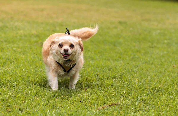 Mezcla de perro Chihuahua —  Fotos de Stock