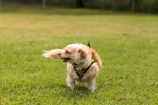 Chihuahua-Mischling — Stockfoto