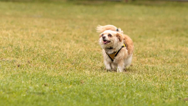 Chihuahua köpek karışımı — Stok fotoğraf