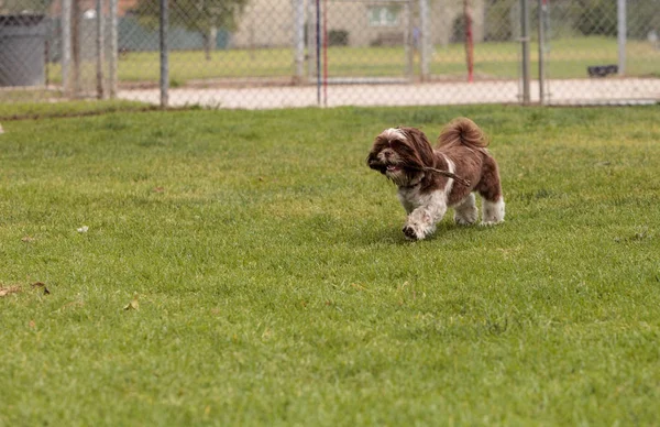 สุนัขผสมลาซา Apso — ภาพถ่ายสต็อก