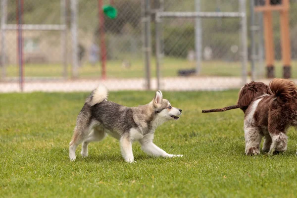 ลาซา Apso และไซบีเรีย husky สุนัขผสมเล่น — ภาพถ่ายสต็อก