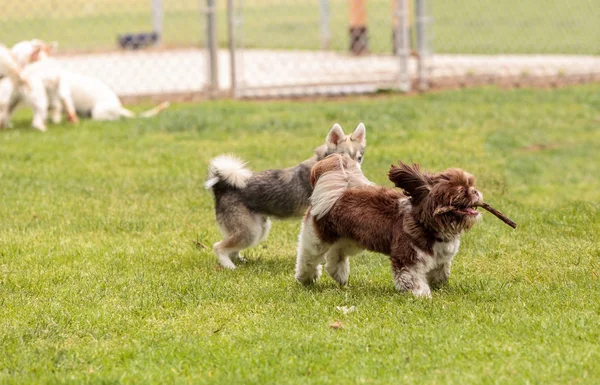 Lhasa Apso y una mezcla de perros husky siberianos juegan — Foto de Stock