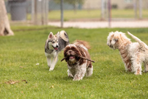 Lhasa Apso and a Siberian husky dog mix play — Stock Photo, Image