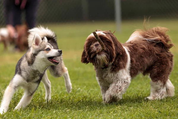 Lhasa Apso i Siberian husky pies mix play — Zdjęcie stockowe