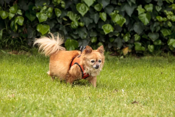 Chihuahua Pomeranian köpek mix — Stok fotoğraf