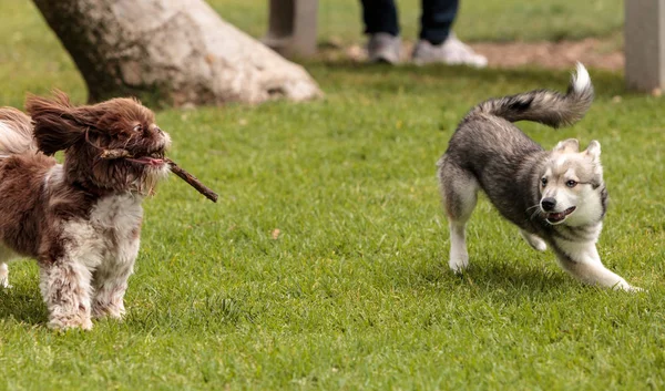 Lhasa Apso y una mezcla de perros husky siberianos juegan — Foto de Stock