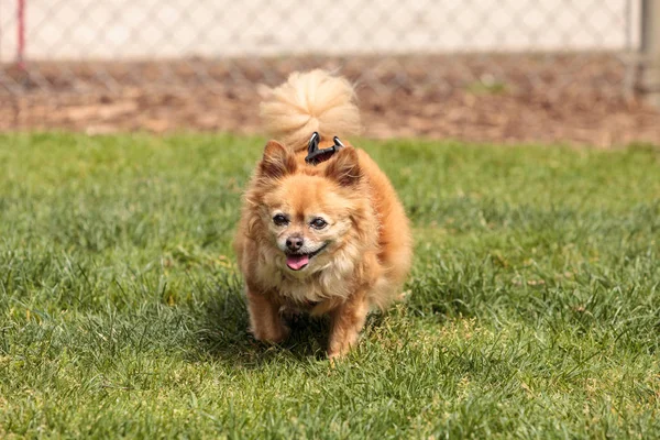 Chihuahua Pomerania mezcla de perros —  Fotos de Stock